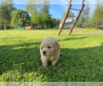 Small Photo #9 Golden Retriever Puppy For Sale in PRINCEVILLE, IL, USA