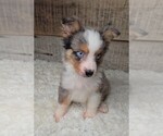 Small #1 Miniature Australian Shepherd