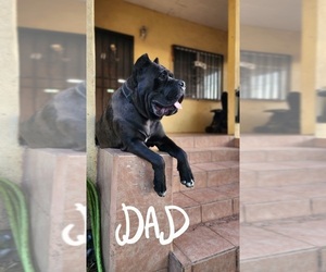Cane Corso Puppy for sale in LOS ANGELES, CA, USA