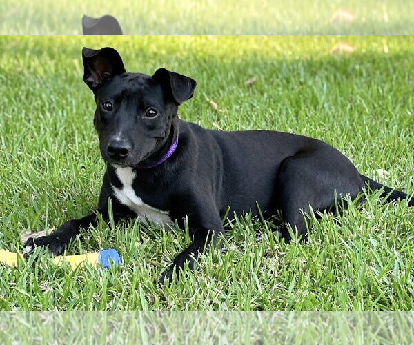 Medium Photo #3 Borador Puppy For Sale in Southbury, CT, USA