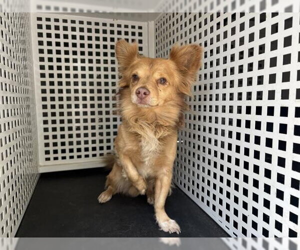 Medium Photo #1 Chihuahua Puppy For Sale in Riverside, CA, USA