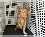 Small Chihuahua