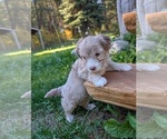 Small Photo #11 Aussiedoodle Miniature  Puppy For Sale in SPIRIT LAKE, ID, USA