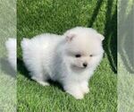 Small #4 Pomeranian