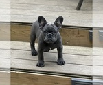 Small Photo #2 French Bulldog Puppy For Sale in Wake Forest, NC, USA