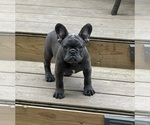 Small #1 French Bulldog