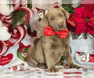Labrador Retriever Puppy for sale in LANCASTER, PA, USA