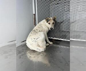 Mutt Dogs for adoption in Bakersfield, CA, USA