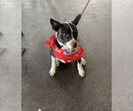 Small #12 Mutt