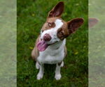 Small #2 American Pit Bull Terrier-Border Collie Mix