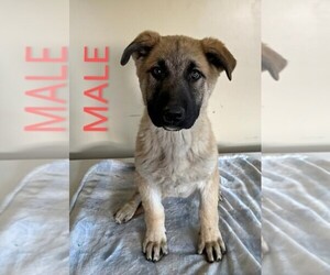 German Shepherd Dog Puppy for Sale in USK, Washington USA