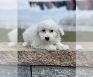 Bichon Frise Puppy for sale in CANOGA, NY, USA
