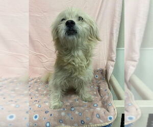 Havanese Dogs for adoption in Modesto, CA, USA