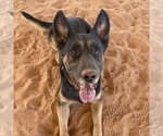Small Photo #3 German Shepherd Dog-Unknown Mix Puppy For Sale in Kanab, UT, USA