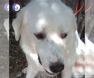 Great Pyrenees Dogs for adoption in Spring, TX, USA