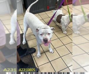 American Pit Bull Terrier Dogs for adoption in West Palm Beach, FL, USA