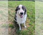 Small #3 Great Pyrenees