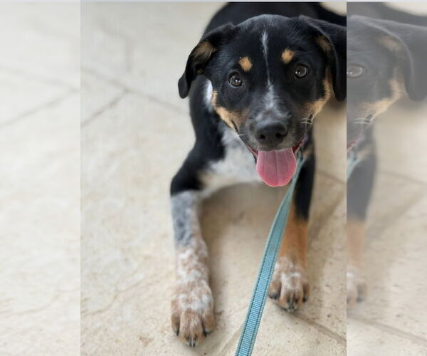Medium Photo #2 Mutt Puppy For Sale in Lillian, TX, USA