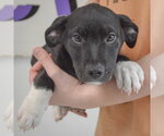 Small #3 Border Collie Mix