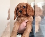 Puppy George Cavalier King Charles Spaniel