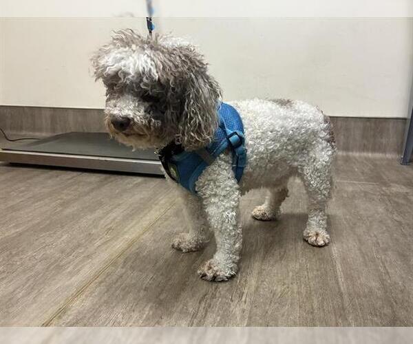 Medium Photo #1 Maltese-Unknown Mix Puppy For Sale in Pasadena, CA, USA