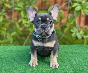 French Bulldog Puppy for sale in PALM BAY, FL, USA