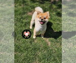 Small #2 Pomeranian
