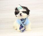 Small Photo #1 Shih Tzu Puppy For Sale in LAS VEGAS, NV, USA