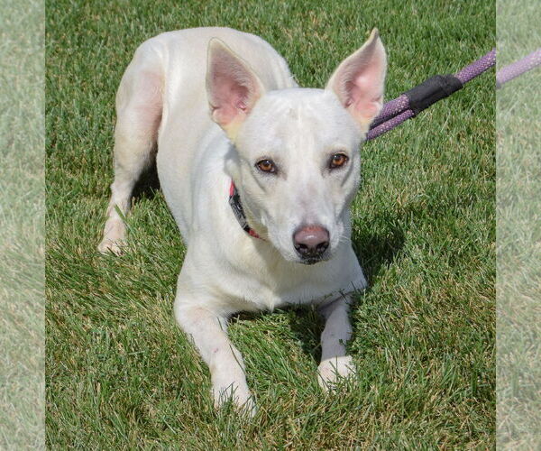 Medium Photo #5 German Shepherd Dog-Huskies  Mix Puppy For Sale in Huntley, IL, USA