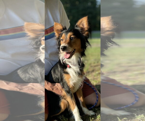 Medium Photo #2 Mutt Puppy For Sale in Crandall, GA, USA
