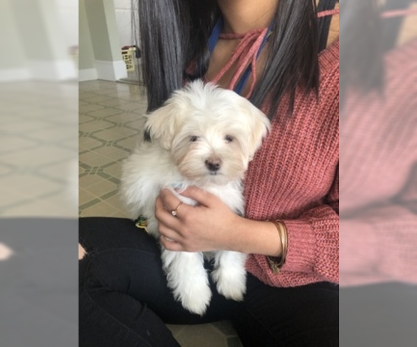 Medium Photo #1 Maltese Puppy For Sale in PHILA, PA, USA