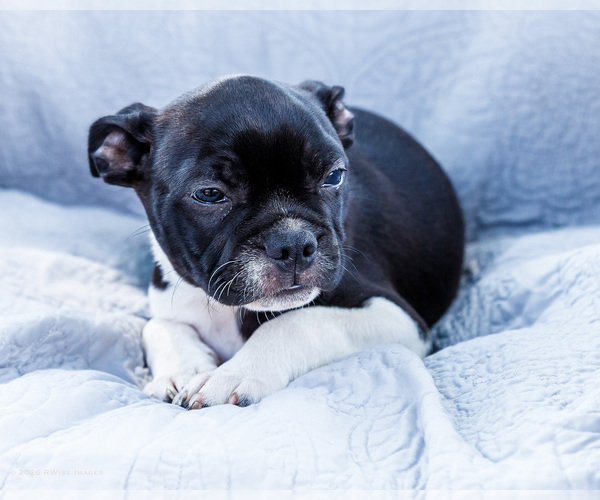 Medium Photo #10 Boston Terrier Puppy For Sale in WAKARUSA, IN, USA