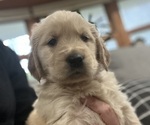 Puppy Red Golden Retriever