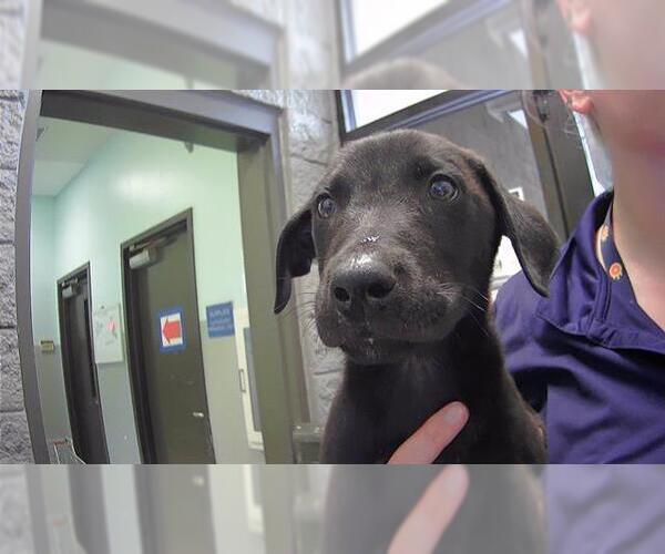 Medium Photo #1 Labrador Retriever-Unknown Mix Puppy For Sale in Tulsa, OK, USA