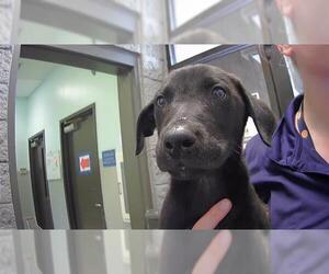 Labrador Retriever-Unknown Mix Dogs for adoption in Tulsa, OK, USA