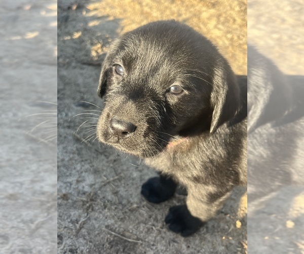 Medium Photo #6 Labrador Retriever Puppy For Sale in AIKEN, SC, USA