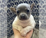 Small Photo #1 Rat Terrier Puppy For Sale in WHITAKERS, NC, USA
