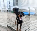 Small #12 Doberman Pinscher