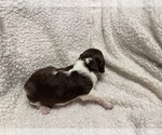 Small Photo #34 Brittany Puppy For Sale in ORRUM, NC, USA