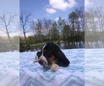 Small Photo #11 Basset Hound Puppy For Sale in PETERSBURG, IN, USA