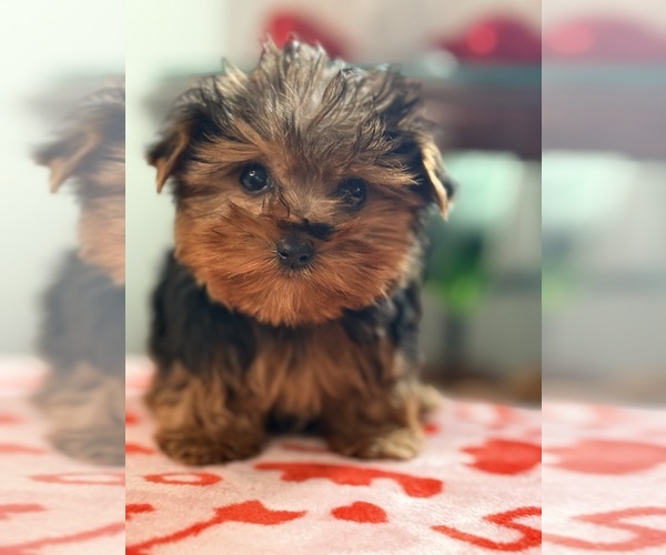 Medium Photo #6 Yorkshire Terrier Puppy For Sale in ADDISON, IL, USA