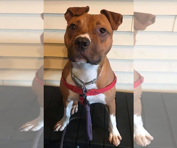 Medium Photo #2 American Pit Bull Terrier-Unknown Mix Puppy For Sale in Lockport, NY, USA