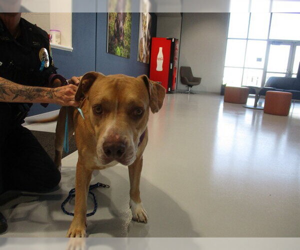 Medium Photo #1 American Pit Bull Terrier-Unknown Mix Puppy For Sale in Ocala, FL, USA