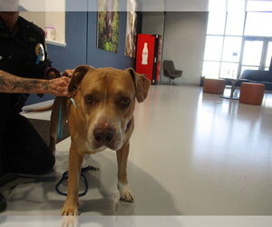 American Pit Bull Terrier-Unknown Mix Dogs for adoption in Ocala, FL, USA
