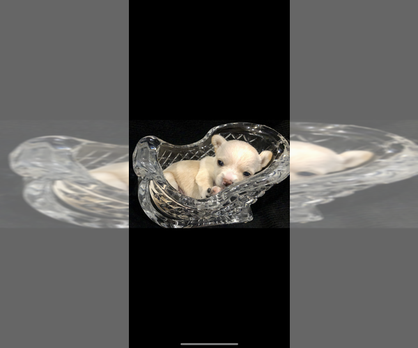 Medium Photo #2 Chihuahua Puppy For Sale in SHERMAN, TX, USA