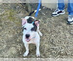 Small #2 American Pit Bull Terrier Mix