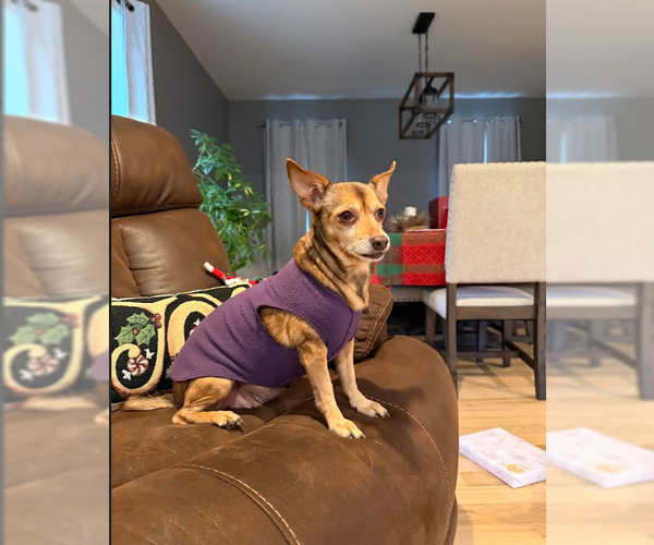 Medium Photo #2 Chihuahua-Unknown Mix Puppy For Sale in Cranston, RI, USA