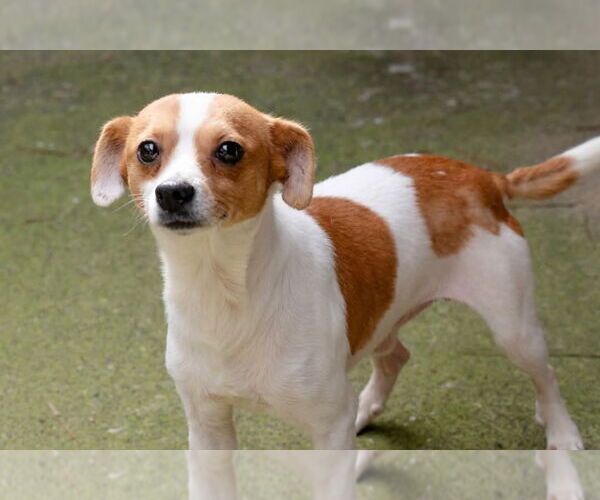 Medium Photo #2 Chihuahua-Unknown Mix Puppy For Sale in Ellijay, GA, USA