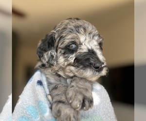 Medium Goldendoodle