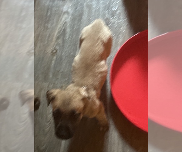 Medium Photo #1 German Shepherd Dog-Mastiff Mix Puppy For Sale in WESTMINSTER, MA, USA